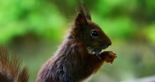 Brown Squirrel Eating in Forest