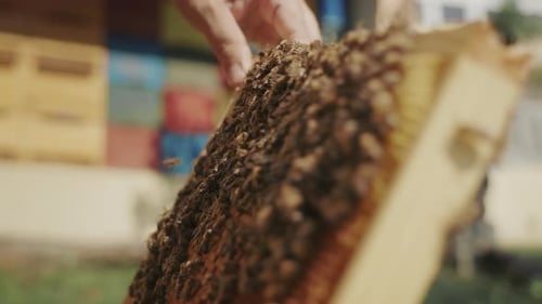 Nahaufnahme einer Wabenschale voller Bienen.