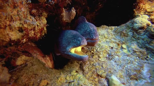 Marine Yellow Mouth Moray
