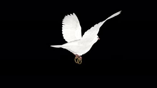 Wedding Dove - White Pigeon Bird with Engagement Rings - Flying Loop Back Angle - Alpha Channel 4K