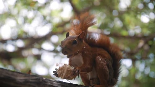close up of a squirrel eating a nut sitting on a branch of a tree in Cartagena, Colombia