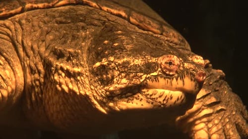 Schnappschildkröte Chelydra serpentina schwimmt in einem Aquarium