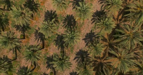 Rows of Date Palms plantation, Top down view.