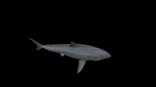 Great White Shark Loop