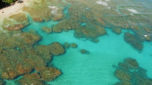 Colorful coral heads near sandy Playa Cocles Costa Rica at sunny low tide