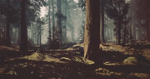 Golden Hour in a Forest with Sunlight Filtering Through Trees