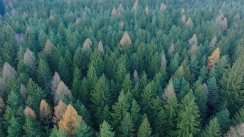 Pine forest in the morning in foggy weather. aerial drone shots.