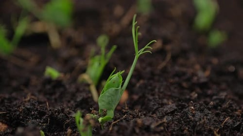 Beauty of nature growth process as seeds germinate and sprout into small plants.