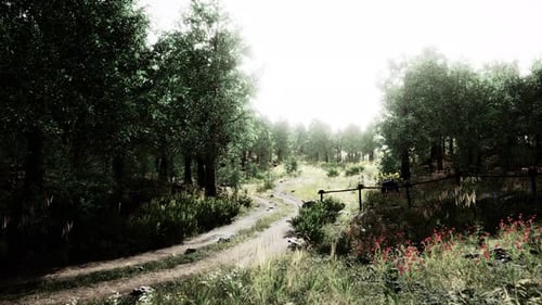 Country Road in a Deciduous Forest on a Foggy Morning