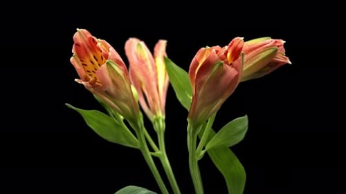 Alstroemeria Flowers Blossoming in Time Lapse