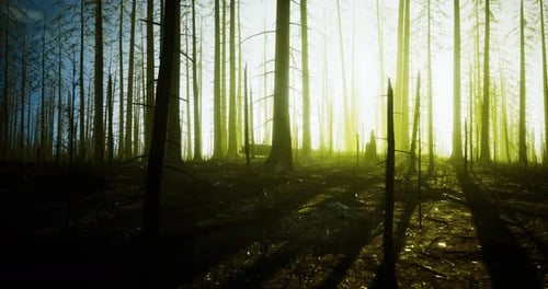 Light Filtering Through Trees in a Burned Forest at Twilight Hour