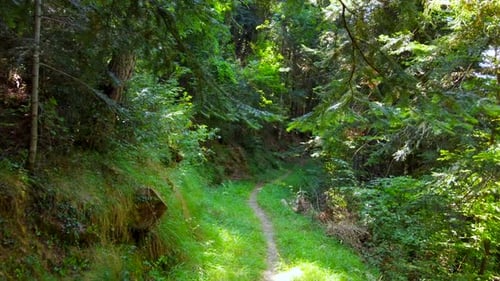 Aerial Video Passing Close Up Of Two branches Inside A Forest Of Green Trees and Small Mountain Road