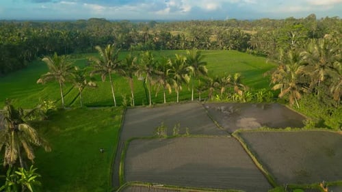 Aerial View of Rice Fields with Palm Trees