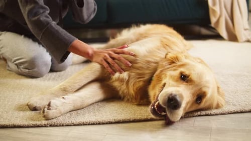Woman Pets Her Happy Dog on the Floor