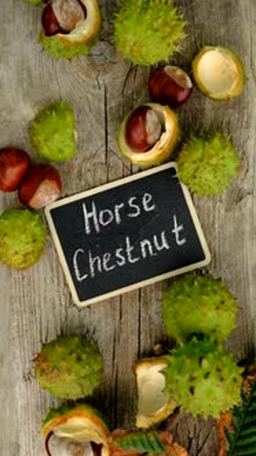 Horse Chestnut Tincture and Supplements Selective Focus