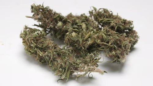 Marijuana is a medicinal herb, but it is also a dangerous drug.