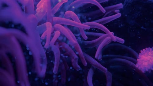 Close up of a bioluminescent sea anemone, tentacles float in an aquarium tank, air bubbles up