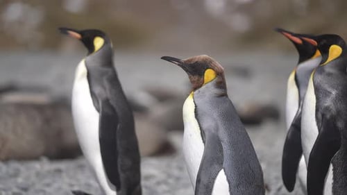 King Penguins Walking by Antarctic Fur Seals at Beach on Sunny Day, South Georgia Island