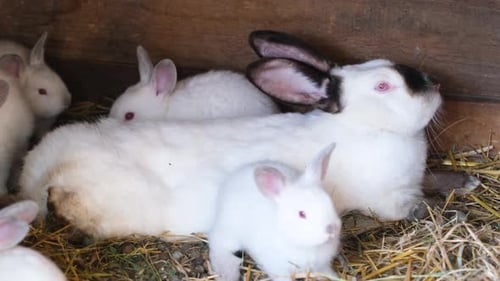 White Rabbits Gather Together in a Rustic Enclosure