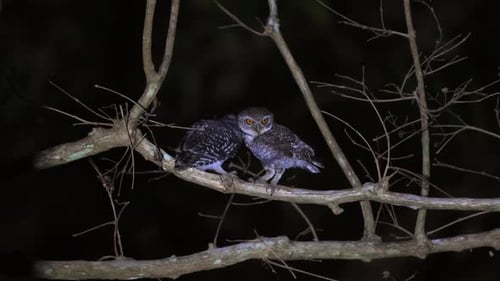 Nachtvogelpaar, das sich nachts auf nackten Ästen ausruht