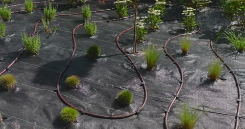 Drip Irrigation System Installation at a Residential Garden in Spring