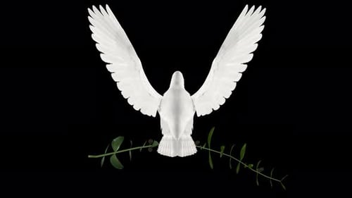Peace Dove - Pombo branco com ramo de oliveira verde - Flying Loop - Back View CU - Alpha Channel