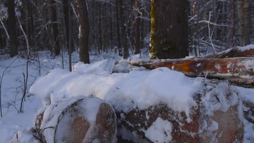 Close up footage of cut brown timber or logs in a pile in a sunny winter forest with white snow.