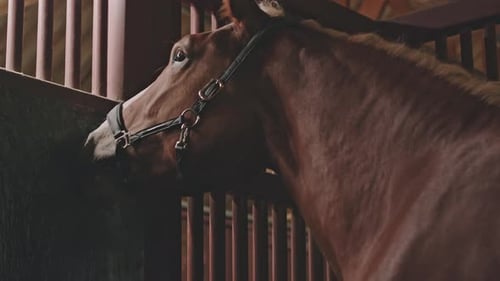 Horse Standing in Stable