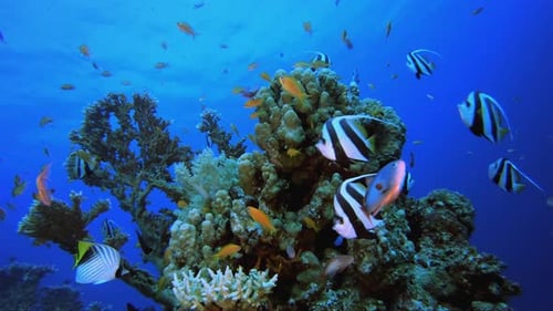 Underwater Soft Coral Reef