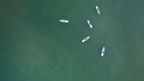 Ascending aerial top down showing group of stand up paddler practicing on green sea