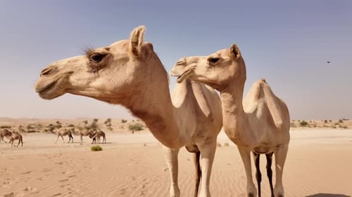 Middle Eastern Camels in the Desert in Abu Dhabi UAE