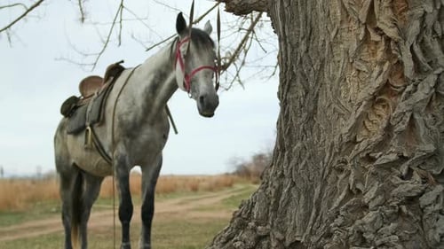 Gray horse in saddle tied to a tree standing near village country road, in autumn day.