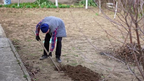 Senior farmer in checkered shirt digging a pit. Man is preparing soil for the tree planting.