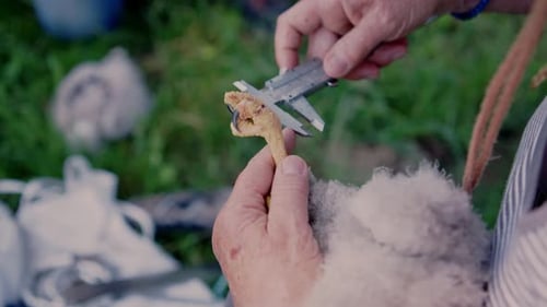 Measurement Of Common Buzzard's Claw With Caliper. Bird of Prey. high angle