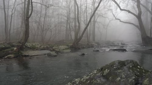A wide view of a flowing river in the forest with trees overhanging the banks.