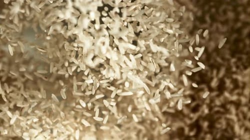 Rice Rises Up and Falls