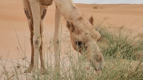 Middle Eastern Camel Eating Green Shrub in the Desert in UAE