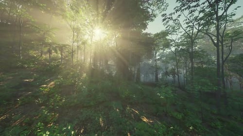 Sun Shining Through Trees in Forest