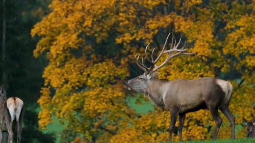 Cervo de cauda branca em pé em área gramada com folhagem de outono