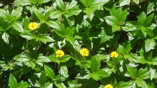 Small yellow flower, Merigold daisy bush in full bloom, nature, up close