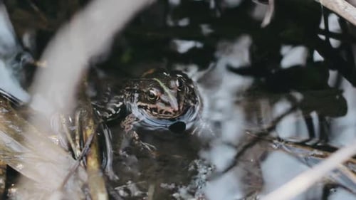 Green Frog In The Water