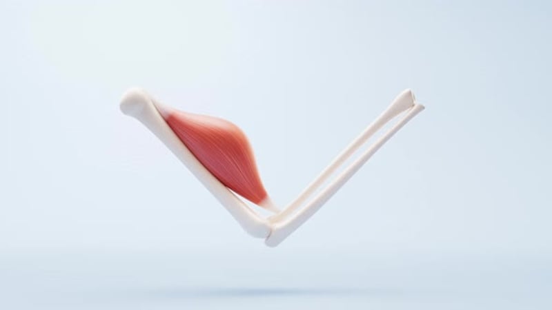 Muscle structure, medical concept visualization, Backgrounds Motion ...