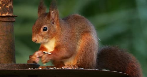 Red squirrel ( Sciurus vulgaris ), eating grains , France