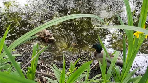 A female and a male duck swimming in a very nice pond