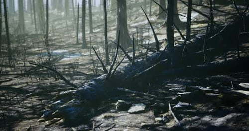 Forest Landscape Showing Fallen Trees and Forest Debris After a Fire