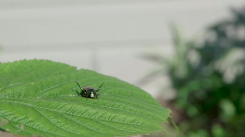 Large Beetle Lying At The Green Leaf Swaying Under Gentle Breeze. close up