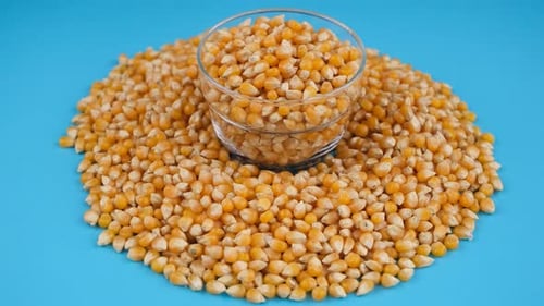 graines de pop-corn