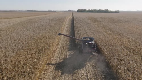 Aerial, Combine Harvester Harvesting Corn Grain Crops on a Farm field