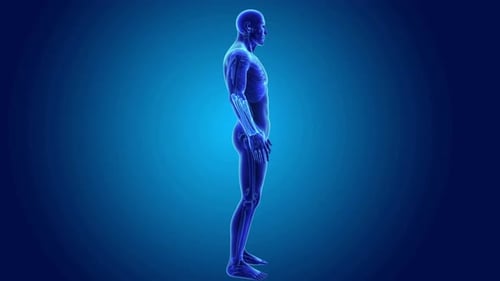 Rotating 3D Translucent Human Body Medical Visualization