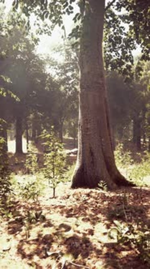 Sun Beams Through Thick Trees Branches in Dense Green Forest